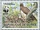 Martial Eagle Polemaetus bellicosus