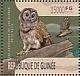 Barred Owl Strix varia