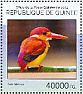 Rufous-backed Dwarf Kingfisher Ceyx rufidorsa  2014 Kingfishers  MS