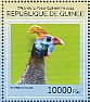 Helmeted Guineafowl Numida meleagris