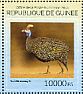 Helmeted Guineafowl Numida meleagris  2014 Guineafowls Sheet