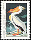 American White Pelican Pelecanus erythrorhynchos