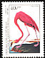 American Flamingo Phoenicopterus ruber