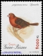 Red-billed Firefinch Lagonosticta senegala  1996 Birds 