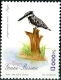 Pied Kingfisher Ceryle rudis  1996 Birds 