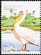 Great White Pelican Pelecanus onocrotalus  2001 Water birds Strip