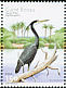 Western Reef Heron Egretta gularis  2001 Water birds Strip