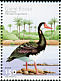 Spur-winged Goose Plectropterus gambensis  2001 Water birds Strip