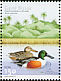 Northern Shoveler Spatula clypeata  2001 Water birds Strip