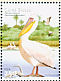 Great White Pelican Pelecanus onocrotalus