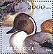 Northern Pintail Anas acuta  2001 Ducks  MS