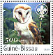 Western Barn Owl Tyto alba