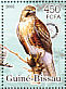 Red-necked Buzzard Buteo auguralis