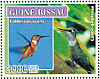 Purple-throated Woodstar Philodice mitchellii  2007 Birds  MS