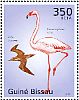 American Flamingo Phoenicopterus ruber