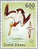 Brown Pelican Pelecanus occidentalis