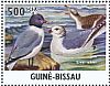 Sabine's Gull Xema sabini