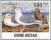 Glaucous Gull Larus hyperboreus  2011 Terns and gulls Sheet