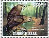 Black Kite  Milvus migrans