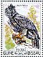 Harpy Eagle Harpia harpyja  2015 Eagles  MS