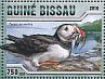 Atlantic Puffin Fratercula arctica