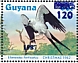 Swallow-tailed Kite Elanoides forficatus  1987 Christmas Sheet