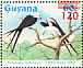 Swallow-tailed Kite Elanoides forficatus  1986 Christmas Sheet