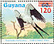 Swallow-tailed Kite Elanoides forficatus  1986 Christmas Sheet