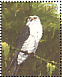 Swallow-tailed Kite  Elanoides forficatus