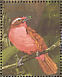 Rosy Thrush-tanager  Rhodinocichla rosea