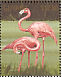 American Flamingo  Phoenicopterus ruber