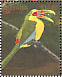 Saffron Toucanet  Pteroglossus bailloni