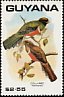 Collared Trogon Trogon collaris  1990 Birds 