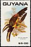 Black-necked Aracari Pteroglossus aracari  1990 Birds 