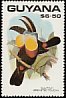 Channel-billed Toucan Ramphastos vitellinus