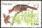 Hoatzin Opisthocomus hoazin