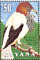 Bearded Bellbird Procnias averano