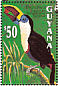 White-throated Toucan Ramphastos tucanus