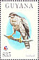 Eurasian Goshawk  Accipiter gentilis