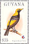 Regent Bowerbird  Sericulus chrysocephalus