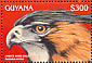 Ornate Hawk-Eagle Spizaetus ornatus
