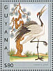 Common Crane Grus grus