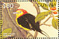 Wire-tailed Manakin Pipra filicauda