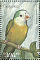 Grey-cheeked Parakeet Brotogeris pyrrhoptera