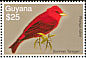 Summer Tanager Piranga rubra