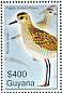 Pacific Golden Plover Pluvialis fulva  2007 Birds of South America  MS