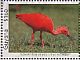 Scarlet Ibis Eudocimus ruber