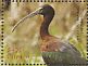 Glossy Ibis Plegadis falcinellus  2012 Birds of South America  MS