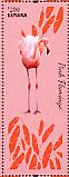 Chilean Flamingo Phoenicopterus chilensis