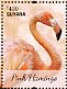 Chilean Flamingo Phoenicopterus chilensis  2014 Flamingos Sheet